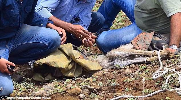 tham hai canh soi gay tro xuong, ket dau trong binh nhua hinh anh 3