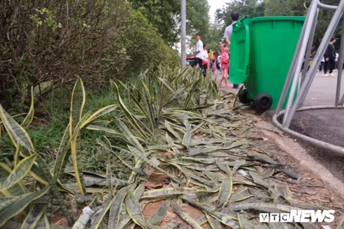 hang cay xanh tai den hung bi du khach giam dap khong thuong tiec hinh 8