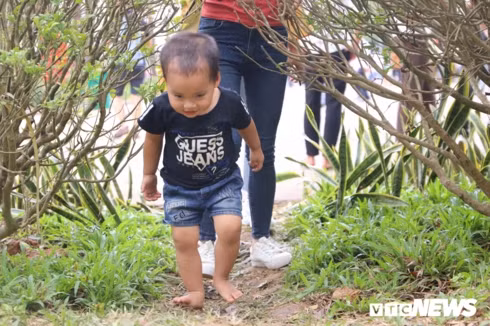 hang cay xanh tai den hung bi du khach giam dap khong thuong tiec hinh 4