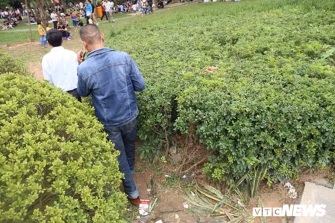 hang cay xanh tai den hung bi du khach giam dap khong thuong tiec hinh 7