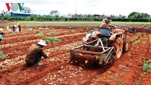 lâm đồng dán tem chống giả cho hơn 1.500 tấn khoai tây đà lạt hình 2 lam dong dan tem chong gia cho hon 1.500 tan khoai tay da lat hinh 2