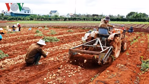 lam dong dan tem chong gia cho hon 1.500 tan khoai tay da lat hinh 2