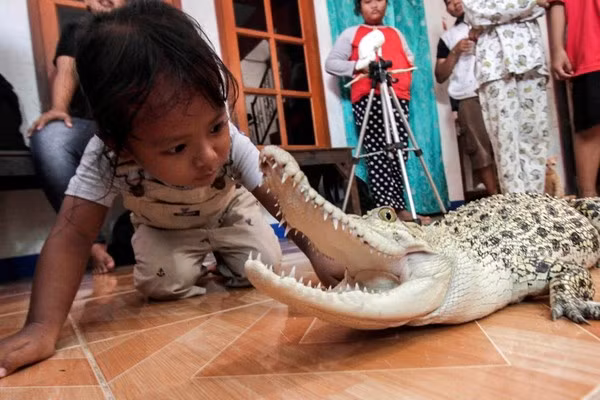 Cha mẹ của Rani chuẩn bị cho sự nghiệp làm người giữ vườn thú của con gái khi em chỉ mới 3 tuổi. Ảnh The Sun