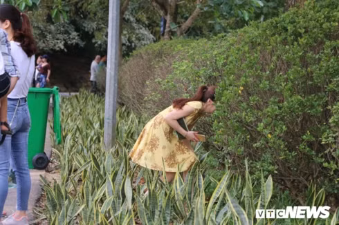 hang cay xanh tai den hung bi du khach giam dap khong thuong tiec hinh 3