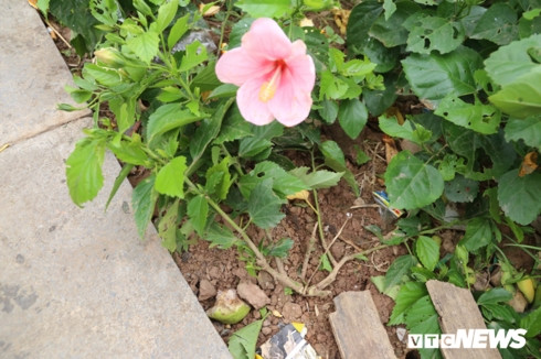 hàng cây xanh tại đền hùng bị du khách giẫm đạp không thương tiếc hình 10 hang cay xanh tai den hung bi du khach giam dap khong thuong tiec hinh 10
