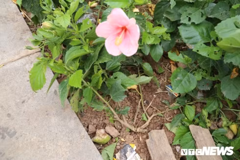 hàng cây xanh tại đền hùng bị du khách giẫm đạp không thương tiếc hình 10 hang cay xanh tai den hung bi du khach giam dap khong thuong tiec hinh 10