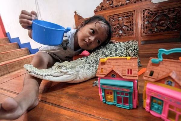 Bé gái 3 tuổi tắm, chơi và ngủ với cá sấu cưng mỗi ngày