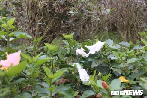 hang cay xanh tai den hung bi du khach giam dap khong thuong tiec hinh 9