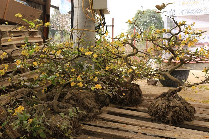 Rát mặt chiều 28 Tết: Màn trời chiếu đất, ôm lỗ 100 triệu