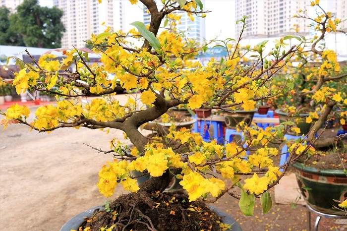 Rát mặt chiều 28 Tết: Màn trời chiếu đất, ôm lỗ 100 triệu