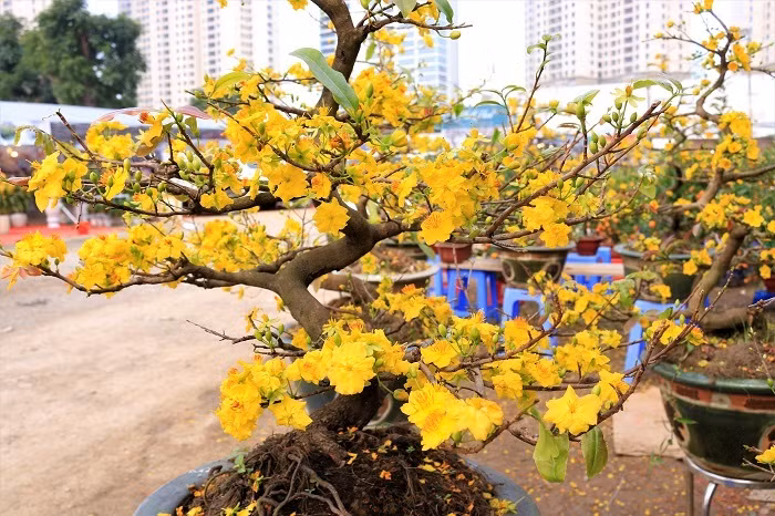Rát mặt chiều 28 Tết: Màn trời chiếu đất, ôm lỗ 100 triệu