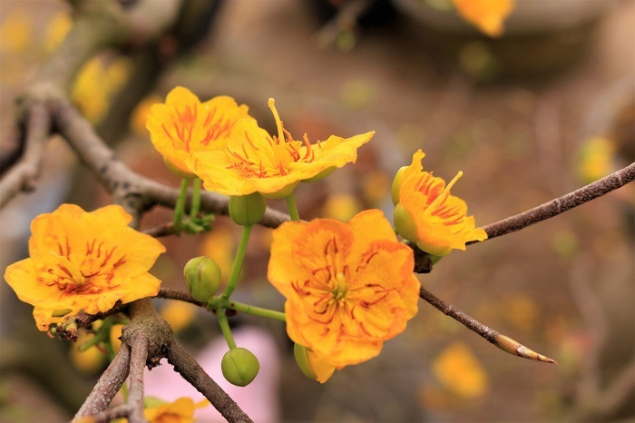 Rát mặt chiều 28 Tết: Màn trời chiếu đất, ôm lỗ 100 triệu