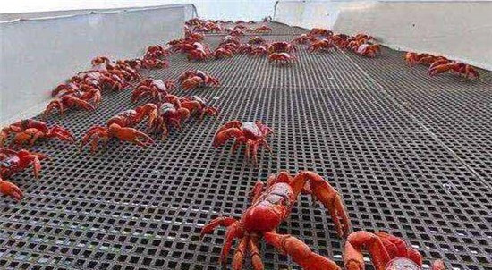 Cận cảnh cây cầu đặc biệt nhất thế giới, xây chỉ để cho 45 triệu con cua bò qua