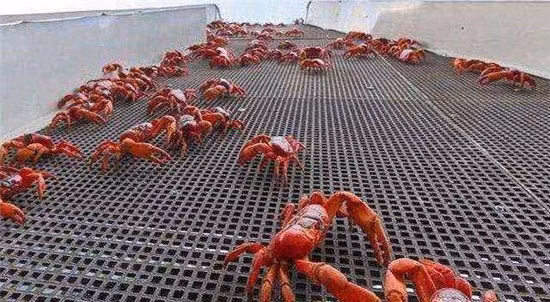 Cây cầu đặc biệt nhất thế giới, xây chỉ để cho 45 triệu con cua bò qua hình ảnh 4 Cận cảnh cây cầu đặc biệt nhất thế giới, xây chỉ để cho 45 triệu con cua bò qua