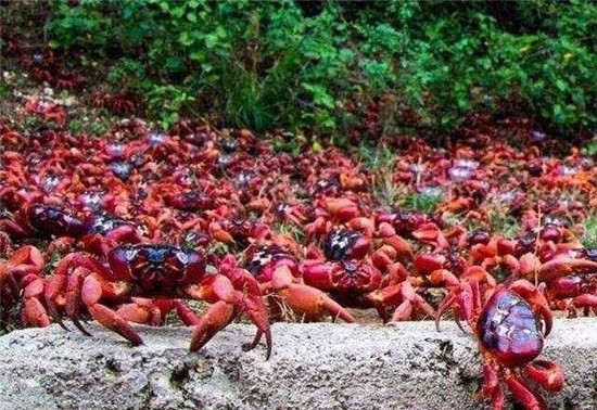 Cận cảnh cây cầu đặc biệt nhất thế giới, xây chỉ để cho 45 triệu con cua bò qua