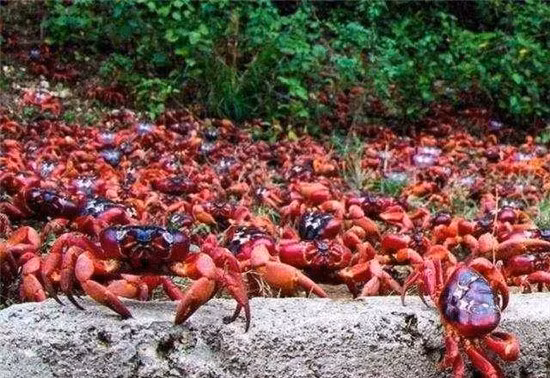 Cây cầu đặc biệt nhất thế giới, xây chỉ để cho 45 triệu con cua bò qua hình ảnh 2 Cận cảnh cây cầu đặc biệt nhất thế giới, xây chỉ để cho 45 triệu con cua bò qua