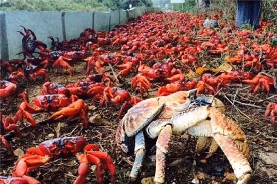 Cây cầu đặc biệt nhất thế giới, xây chỉ để cho 45 triệu con cua bò qua hình ảnh 3 Cận cảnh cây cầu đặc biệt nhất thế giới, xây chỉ để cho 45 triệu con cua bò qua