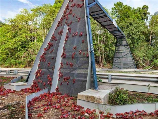 Cận cảnh cây cầu đặc biệt nhất thế giới, xây chỉ để cho 45 triệu con cua bò qua