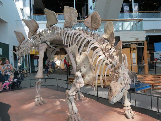 Chiêm ngưỡng thế giới động vật tại Bảo tàng Khoa học