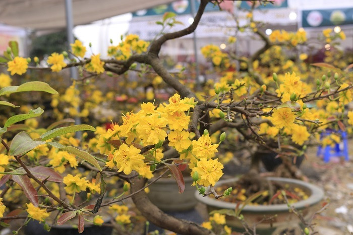 Rát mặt chiều 28 Tết: Màn trời chiếu đất, ôm lỗ 100 triệu