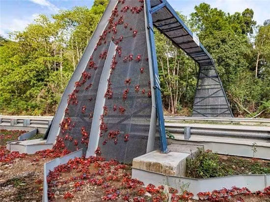 Cận cảnh cây cầu đặc biệt nhất thế giới, xây cho... 45 triệu con cua bò qua