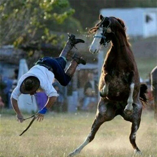 Khi ngựa thể hiện võ nghệ cao cường.