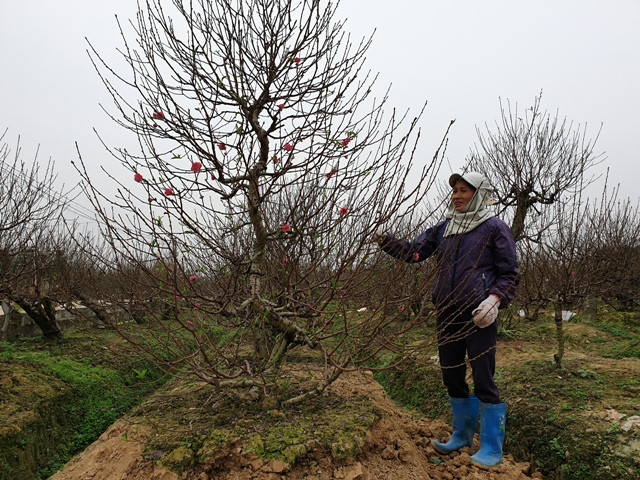 Để có gốc đào đẹp, người dân ăn, ngủ cùng cây Để có gốc đào đẹp, người dân ăn, ngủ cùng cây