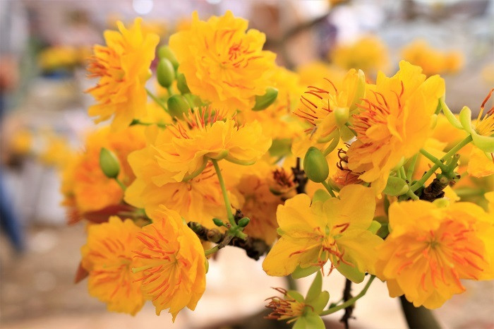 Rát mặt chiều 28 Tết: Màn trời chiếu đất, ôm lỗ 100 triệu