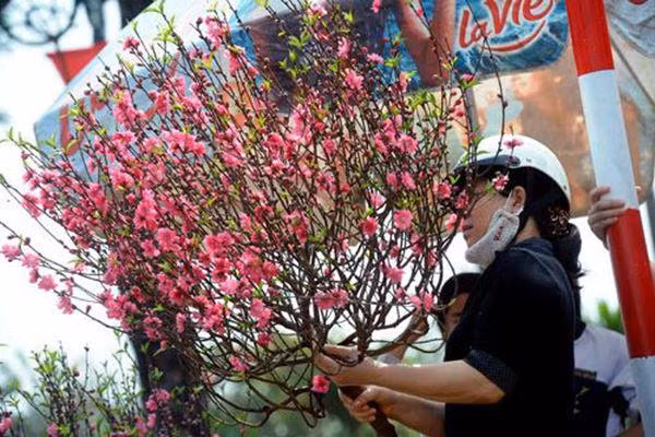 Cách chọn hoa đào và giữ cây đào tươi lâu trong ngày Tết