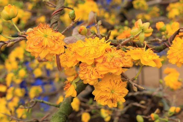 Rát mặt chiều 28 Tết: Màn trời chiếu đất, ôm lỗ 100 triệu