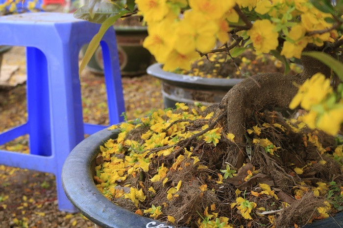 Rát mặt chiều 28 Tết: Màn trời chiếu đất, ôm lỗ 100 triệu