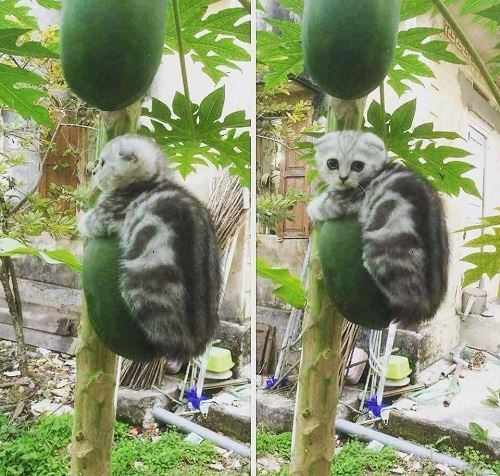 Sâu đu đủ. Sâu đu đủ.