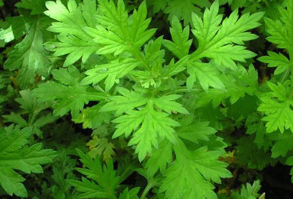 ngai cuu - &#34;thao duoc quy&#34; trong sach co chi em nen hoc ngay 4 cach dung hieu qua nhat - 1