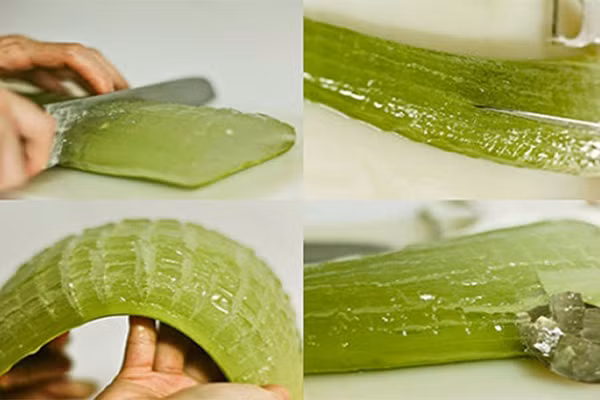 Lô hội cũng là liều thuốc chữa bỏng da do nắng rất hữu hiệu. Bạn chỉ cần thái lát lô hội tươi, đắp lên da khoảng 30 phút.