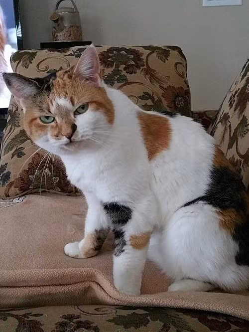 Gương mặt khó ở.