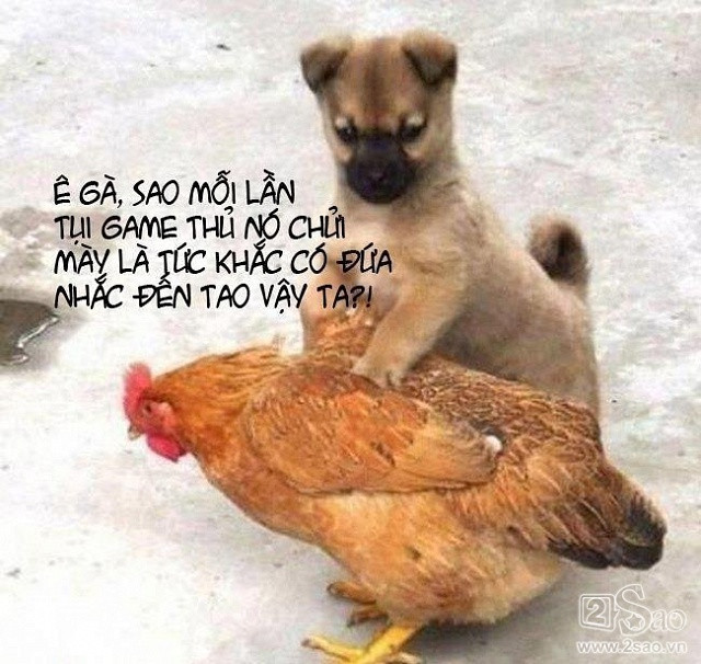 Động vật sẽ nói gì khi các ‘thánh chế’ ra tay - Hình 3