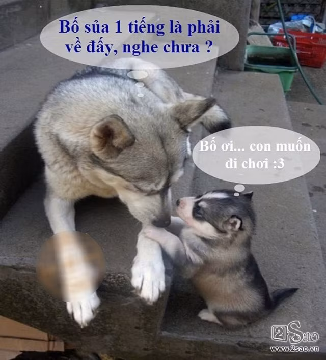 Động vật sẽ nói gì khi các ‘thánh chế’ ra tay - Hình 5