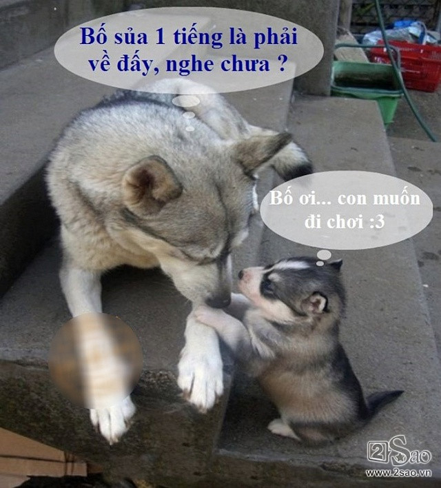 Động vật sẽ nói gì khi các ‘thánh chế’ ra tay ảnh 5 Động vật sẽ nói gì khi các ‘thánh chế’ ra tay - Hình 5