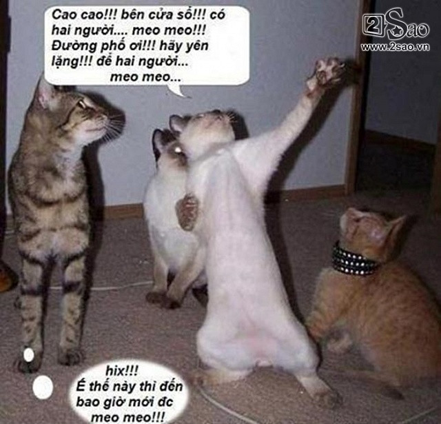 Động vật sẽ nói gì khi các ‘thánh chế’ ra tay - Hình 6