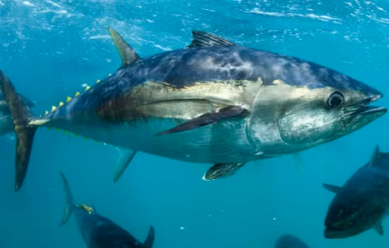 Làm sao để biết cơ thể bạn có dị ứng khi ăn cá ngừ?