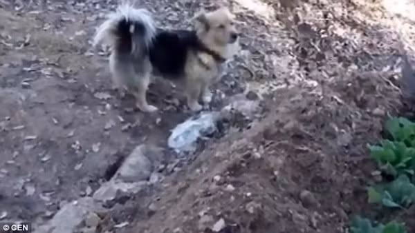 Chú chó Cesur canh chừng mộ chủ nhân của mình mỗi ngày