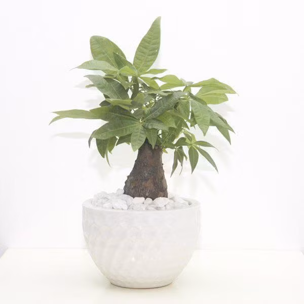 chon cay phong thuy hop nganh nghe, tan tai tan loc tien ua ve nhu nuoc - 3