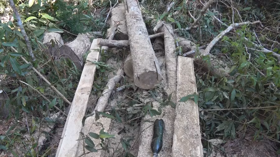 Hiện trường vụ phá rừng tại tiểu khu 704 với trên 40m3 gỗ các loại. 