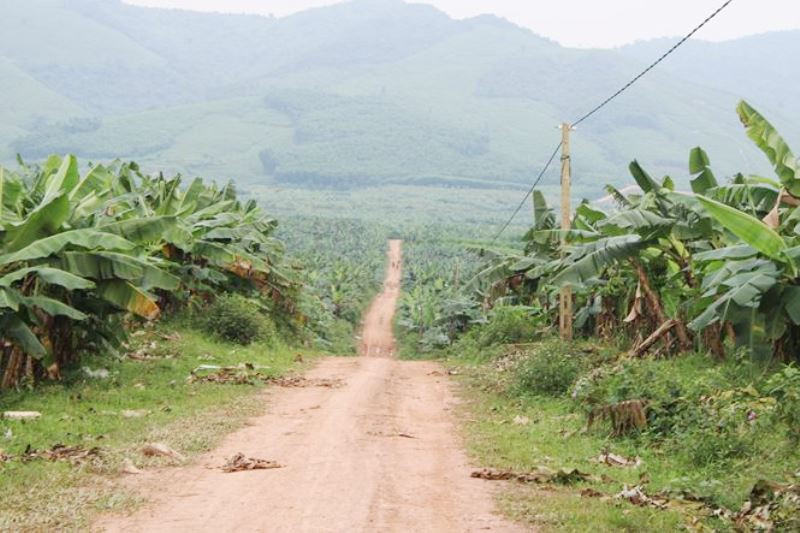 Chỉ còn lại 200ha trồng chuối. Ảnh: TG