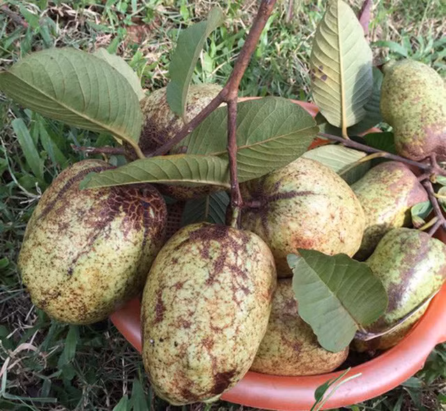 Nhà phố và vườn rộng 1000 m2 của Chiều Xuân - Ảnh 10.