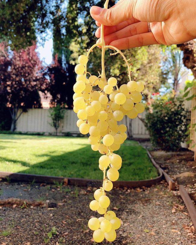 Biệt thự triệu đô màu trắng sang trọng của Hoa hậu Phạm Hương tại Los Angeles, Mỹ - Ảnh 16.