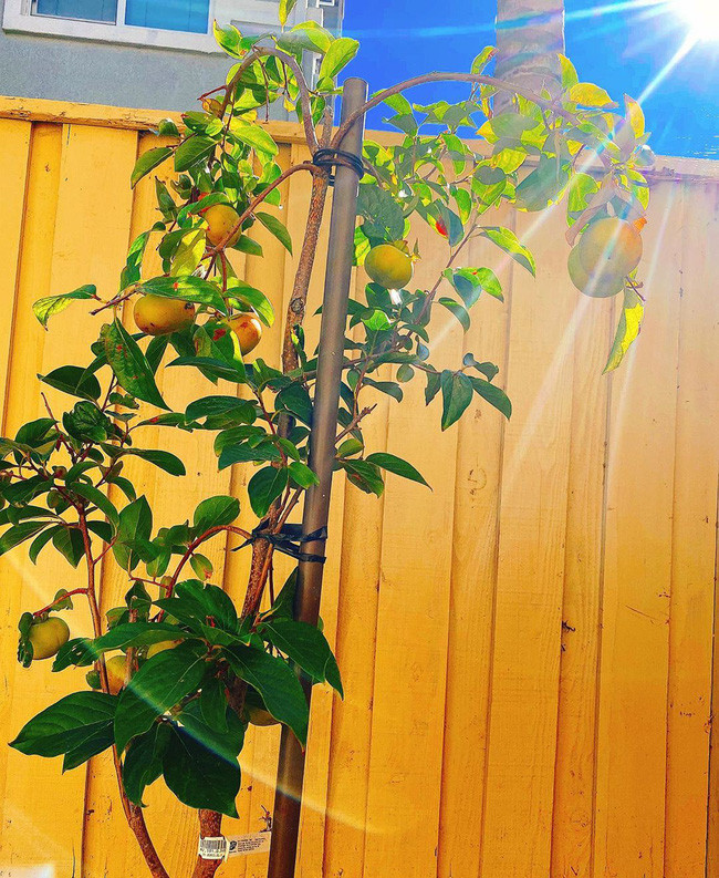 Biệt thự triệu đô màu trắng sang trọng của Hoa hậu Phạm Hương tại Los Angeles, Mỹ - Ảnh 12.