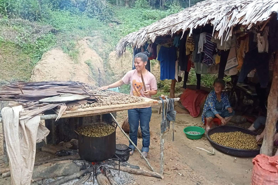 Người dân bản Huồi Sơn sơ chế quả bo bo để bán cho các thương lái. Ảnh: Phạm Tâm.