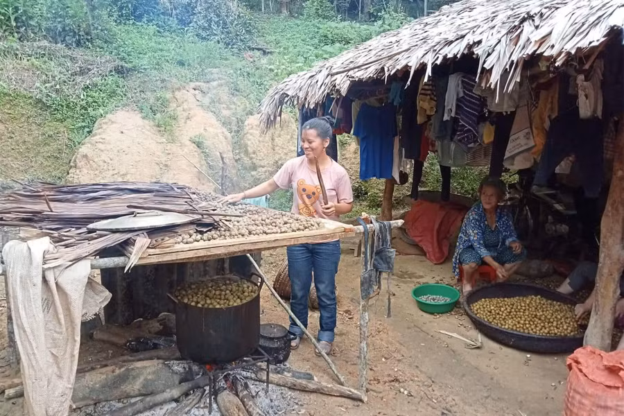 Người dân bản Huồi Sơn sơ chế quả bo bo để bán cho các thương lái. Ảnh: Phạm Tâm.