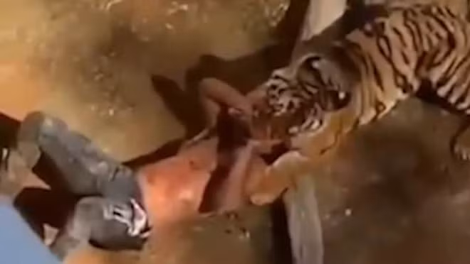 Thời điểm Mohsen bị hổ tấn công.